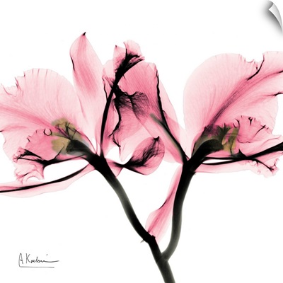 Orchid Love II x-ray photography