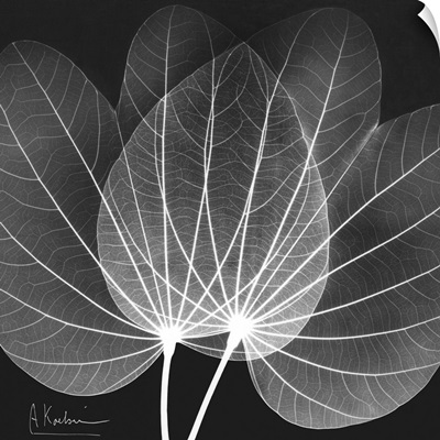 Orchid Tree x-ray photography