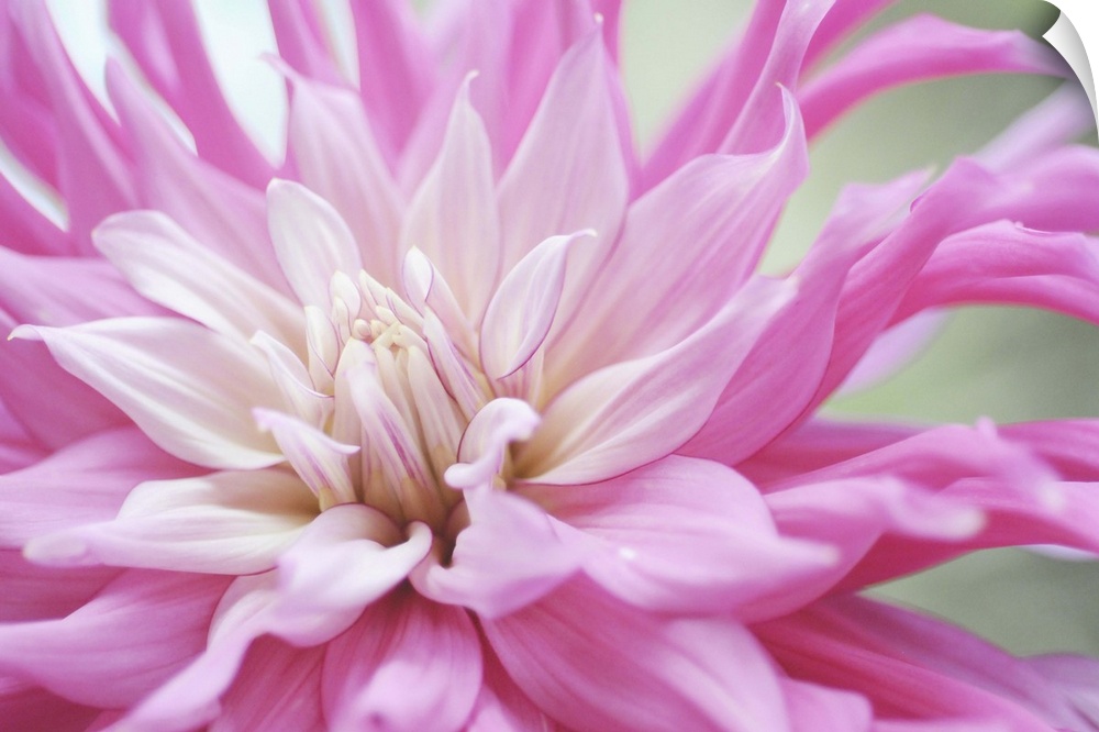 Macro photograph of a dahlia flower, with a smooth gradient of pink shades on the petals.