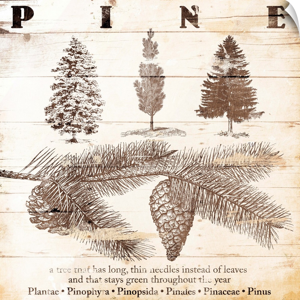 Cabin home decor of pine tree details in a scientific illustration style.