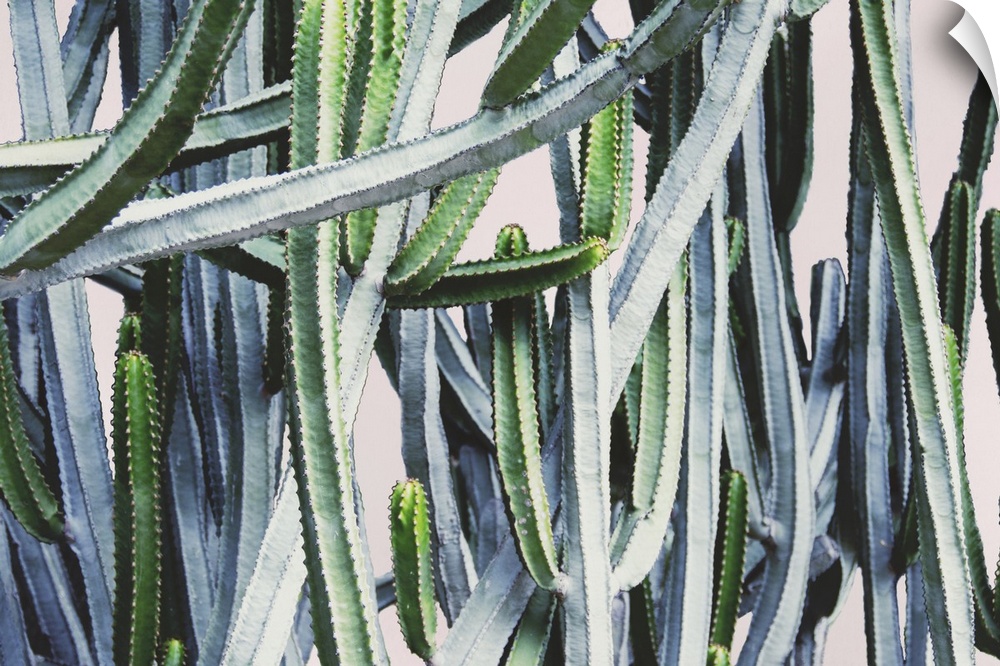 Abstract image of several cactus plants with long branches intertwining.