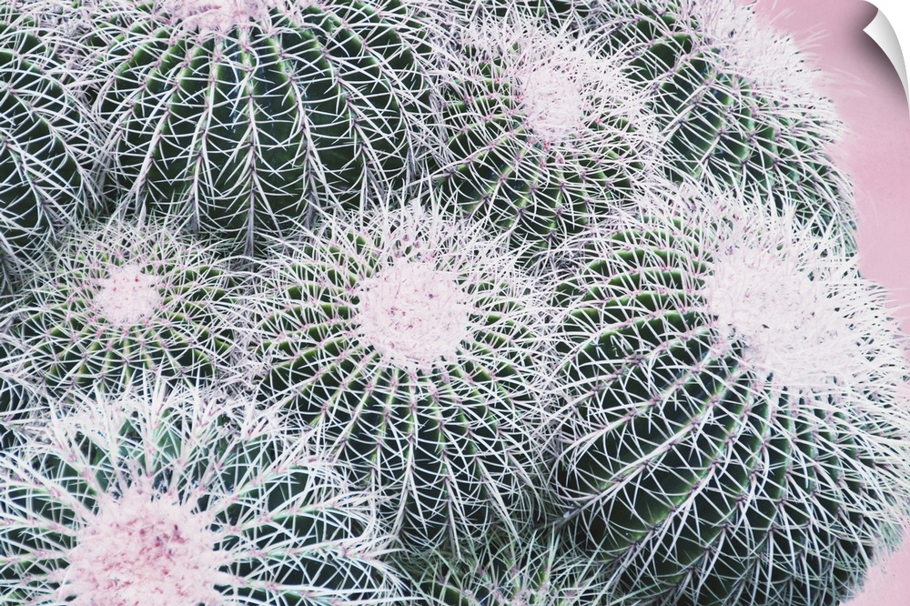 Close up photo of round cactus buds covered in spines.