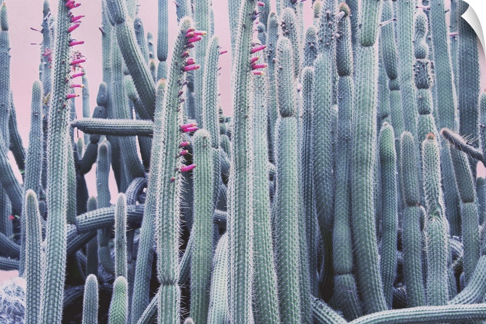 A group of tall cactus plants with small pink flowers blooming at their tops.