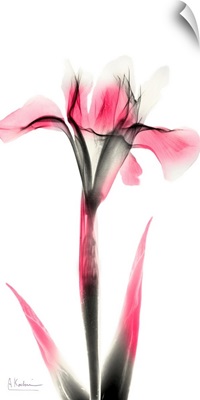 Pink Infused Iris 1
