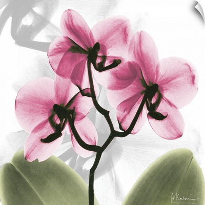 Pink Orchid x-ray photography