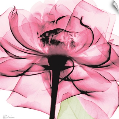Pink Rose x-ray photography