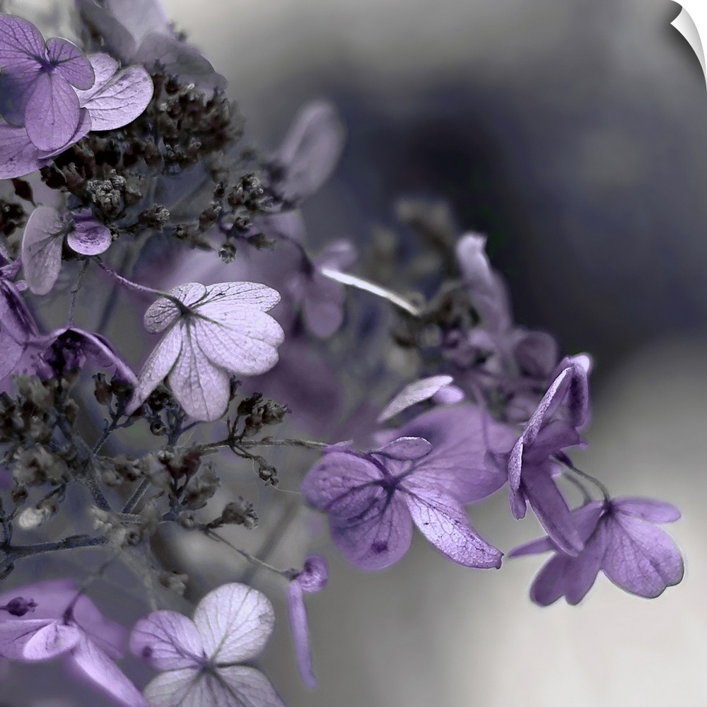 Close up photo of purple hydrangea flowers against a dark grey background.