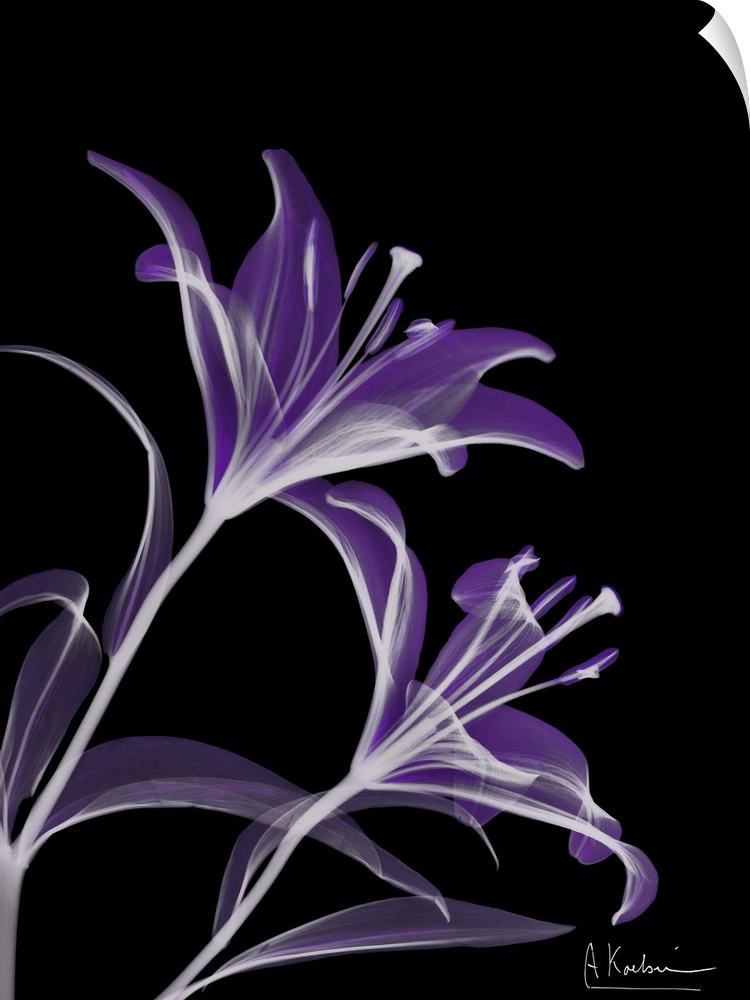 Vertical x-ray photograph of lilies, against a dark background.