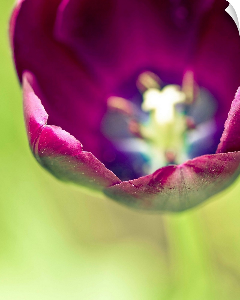 Close up photo of the inside center of a purple tulip.