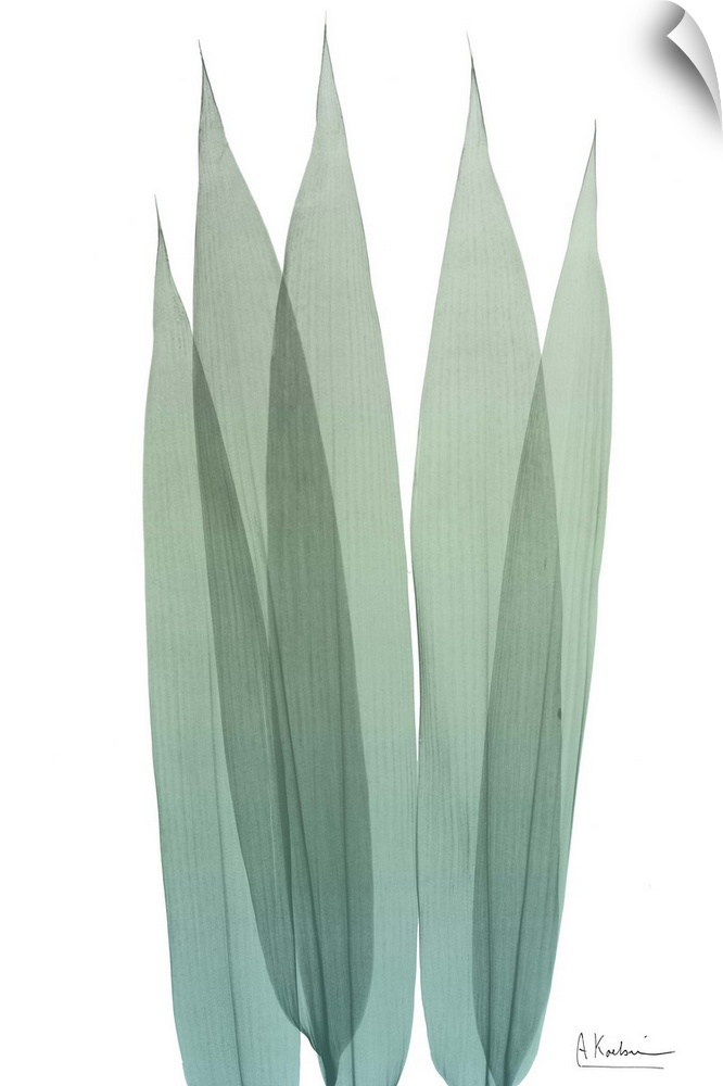 X-ray style photo of five overlapping bamboo leaves.