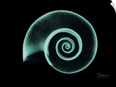 Ramshorn Snail Shell