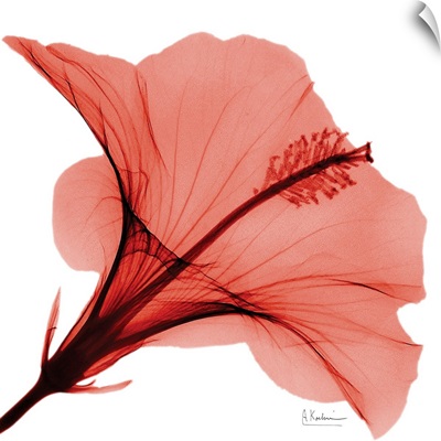 Red Hibiscus x-ray photography