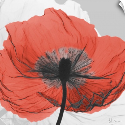 Red Poppy X-Ray Photograph