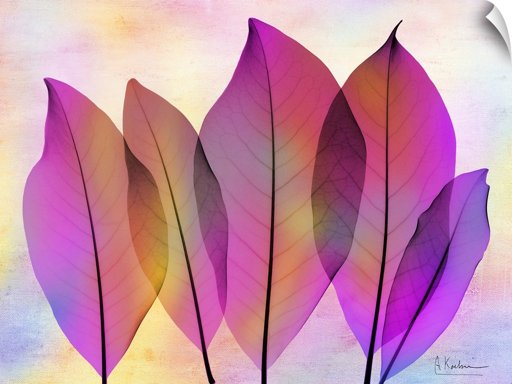 X-Ray photography of Magnolia leaves in vibrant pink and purple colors.
