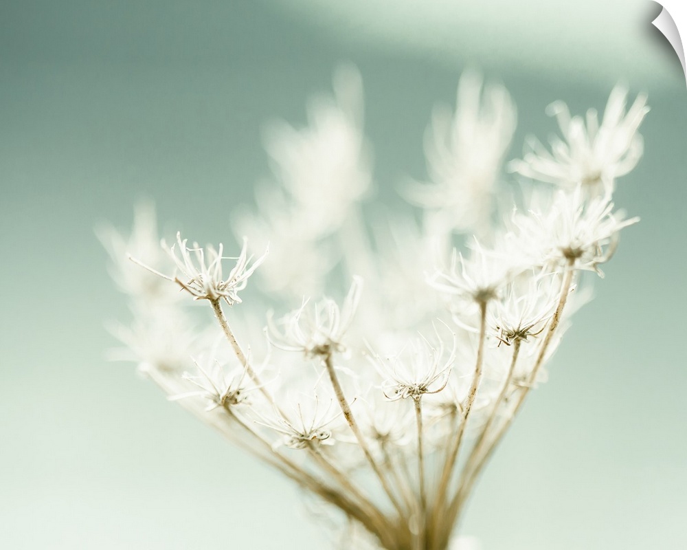 Close up image of small wispy white flowers.