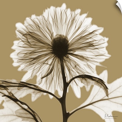 Sepia Chrysanthemum X-Ray Photograph