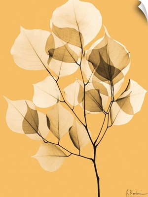 Sepia Dalbersia Leaf X-Ray Photograph