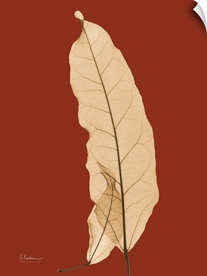Sepia Leaf X-Ray Photograph