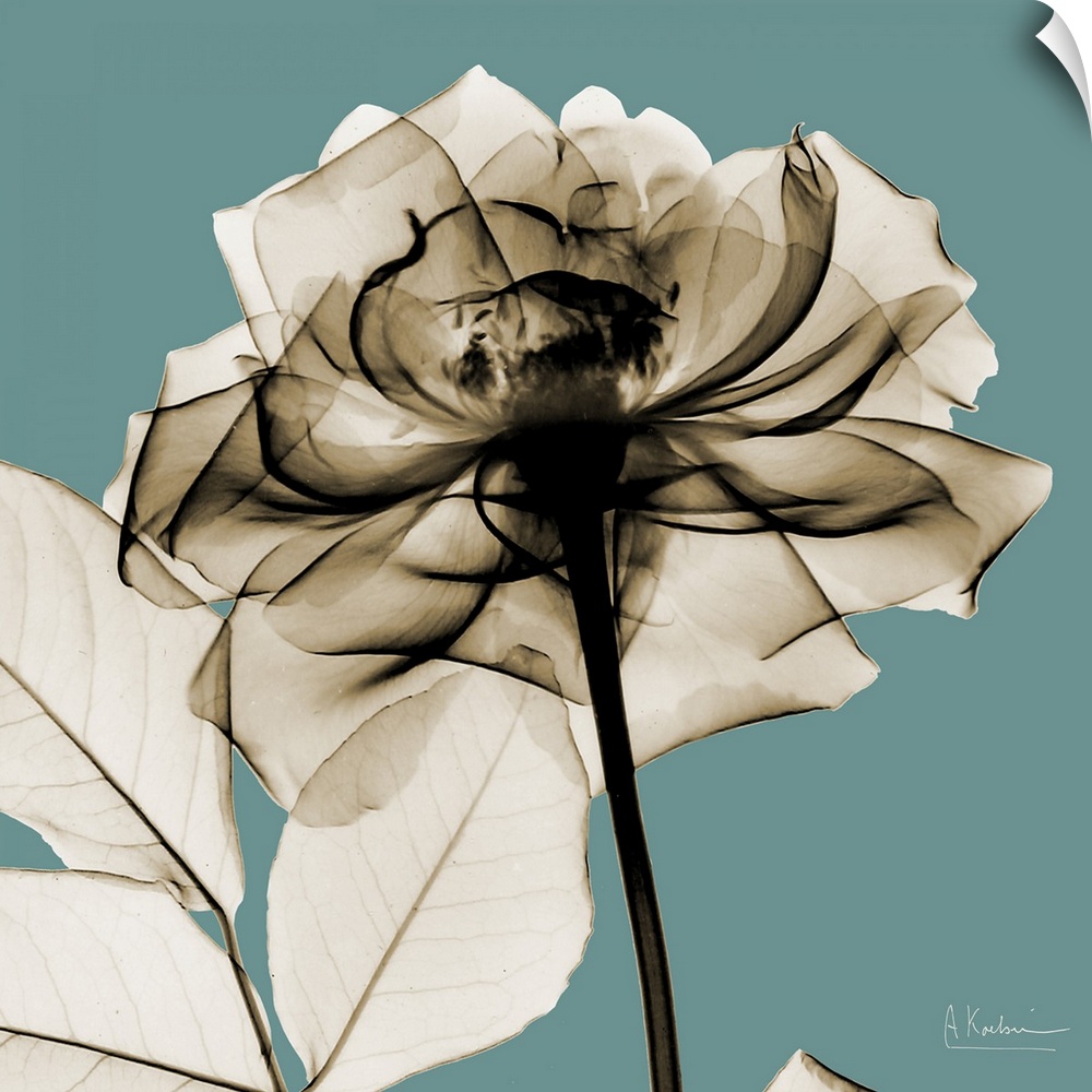 Oversized, square, x-ray photograph of a rose, its stem and several leaves, against a solid background.