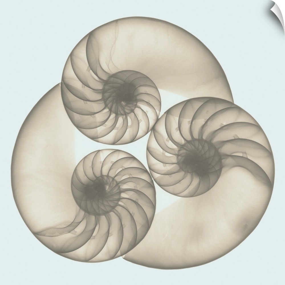 Square x-ray photograph of three seashells arranged in a circular shape, against a light background.