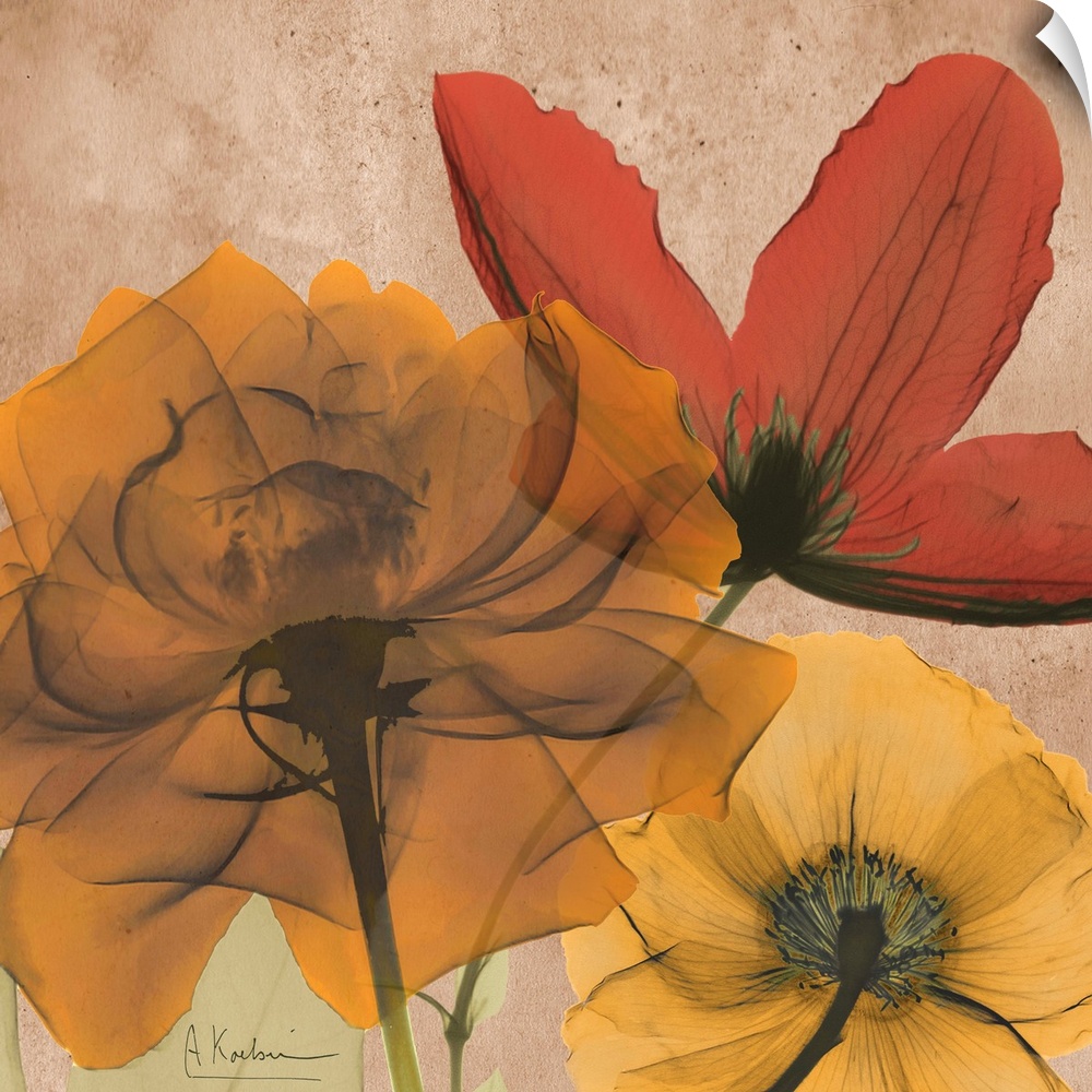 X-Ray photography of garden flowers in soft warm tones.