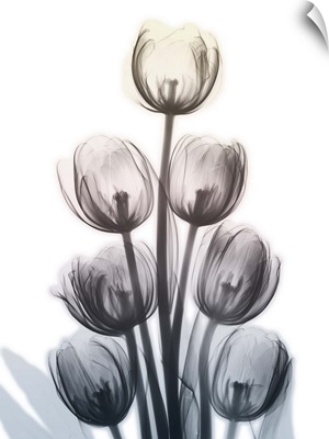 Springing Tulips