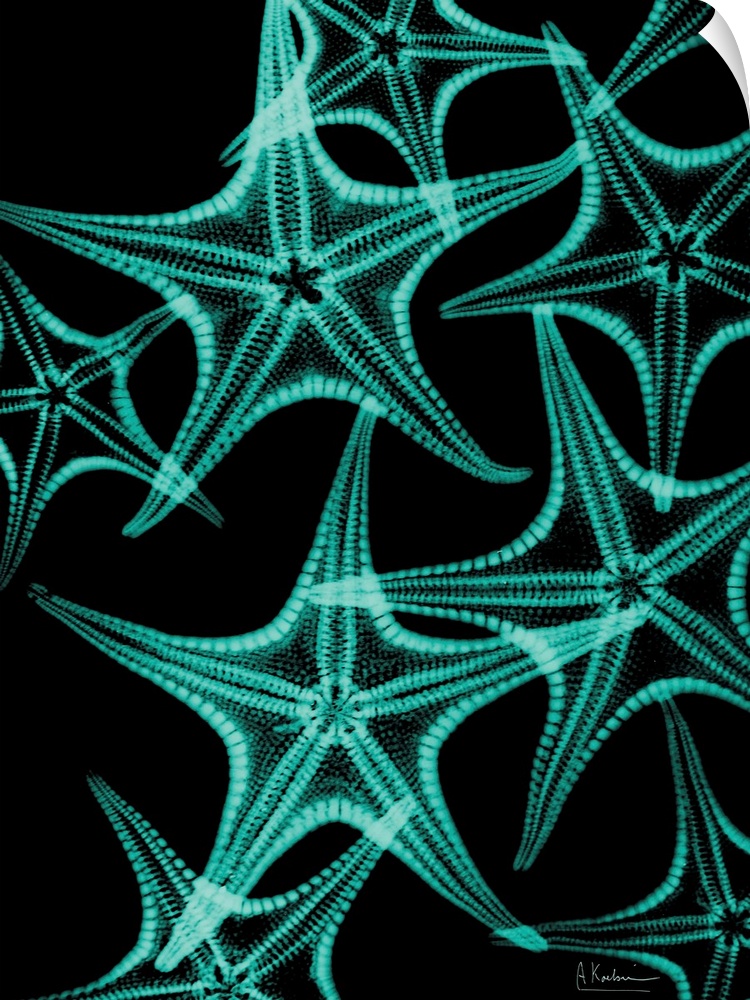 Vertical x-ray photograph of a group of starfish, against a dark background.