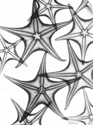 Starfish III x-ray photography