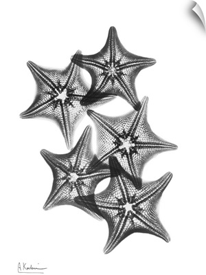 Starfish IV x-ray photography