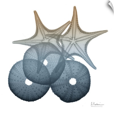 Steel Hues Sea Urchin and Starfish