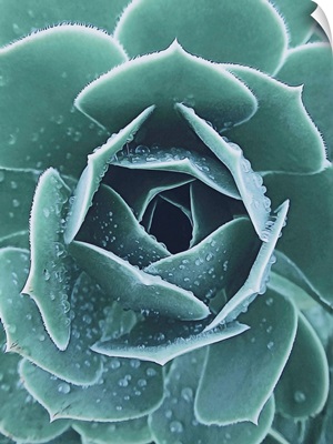Succulent With Dew