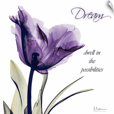 Tulip Dream x-ray photography