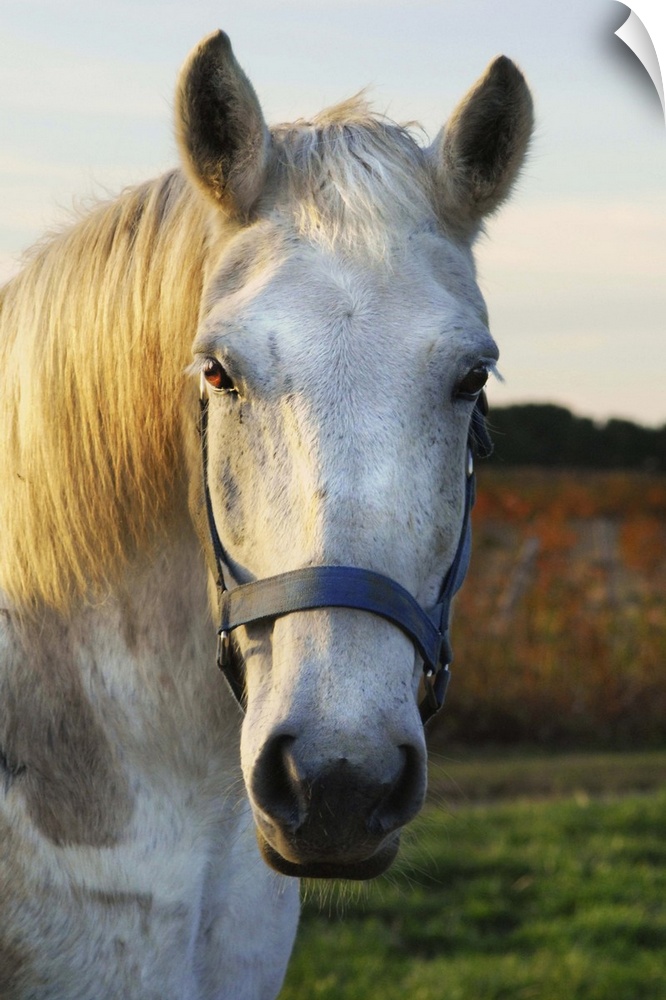 Photograph of a white horse wearing a blue bridle, standing in sunlit field.