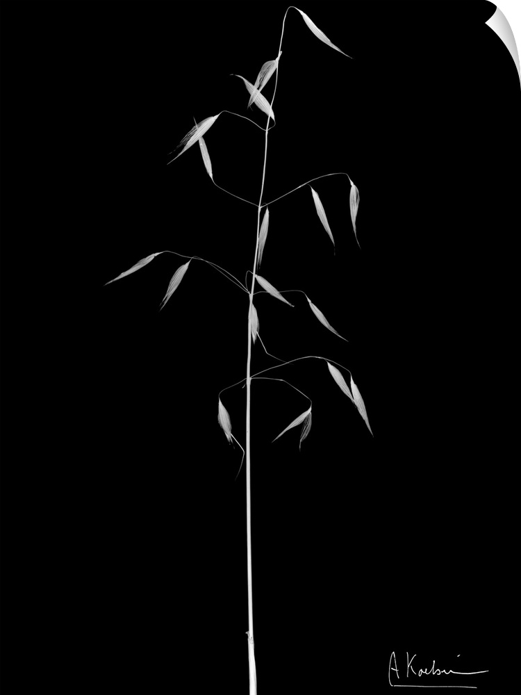 X-Ray photograph of a stalk of wild grass against a black background.