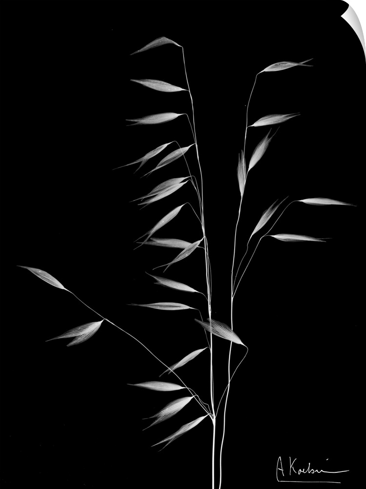 X-Ray photograph of a stalk of wild grass against a black background.