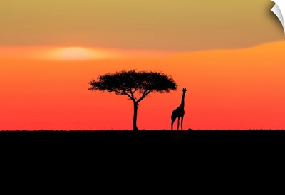 Acadia Tree With Giraffe At Sunset