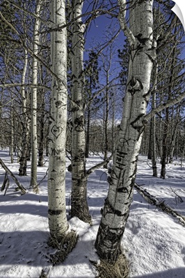 Aspen Trees in Winter