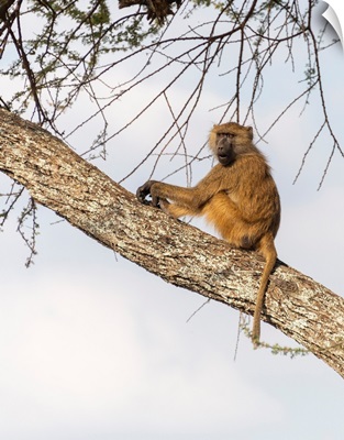 Baboon In A Tree
