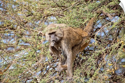 Baboon In Tree