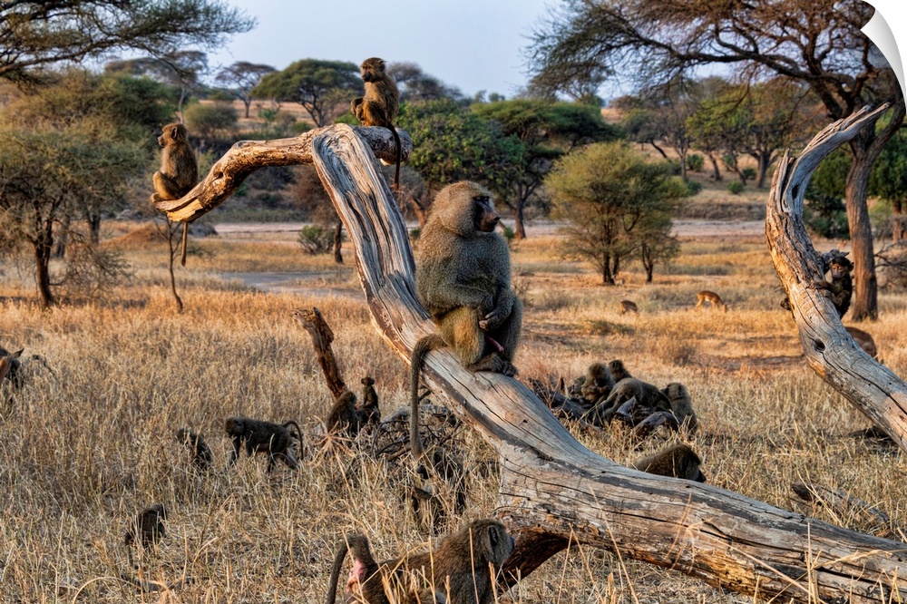 A family of baboons playing and sitting in trees Serengeti, Africa.