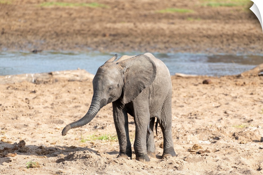 A young baby elephant in Tanzania, Africa