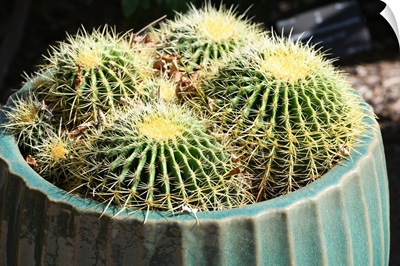 Barrel cactus in pot - desert plants
