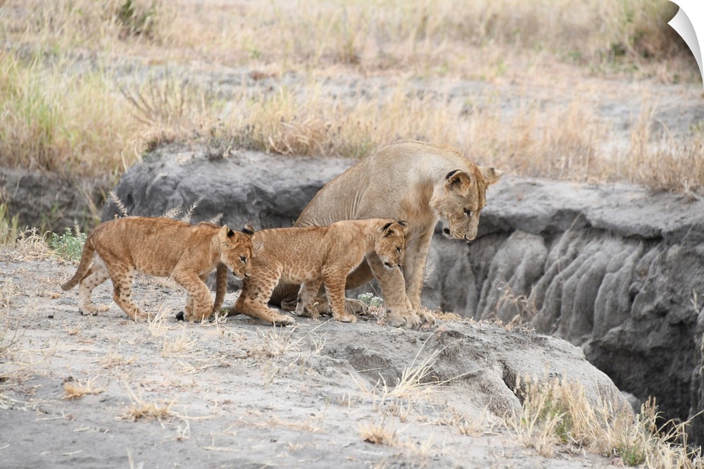 A female lion and her cubs in Serengeti, Tanzania, Africa.