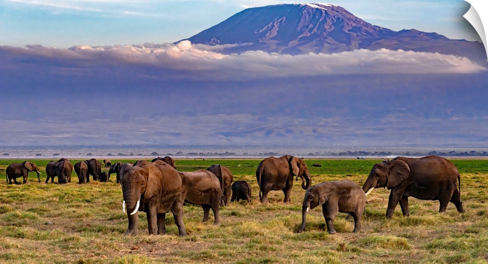 Many elephants grazing in Kenya, Africa, beneath looming Kilamanjaro, which is in Tanzania, Africa.