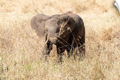 Elephant Eating Dry Grasses In The Serengeti