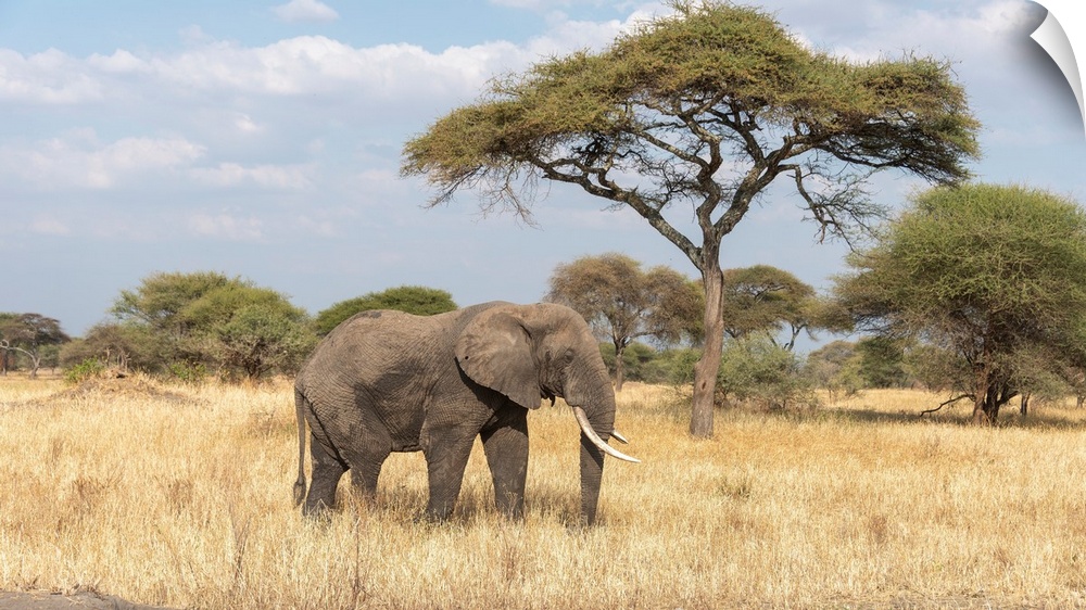 A lone elephant in tall dry Serengeti grass.