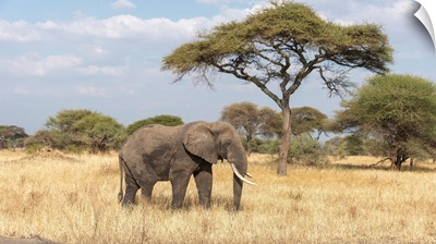 Elephant In Serengeti
