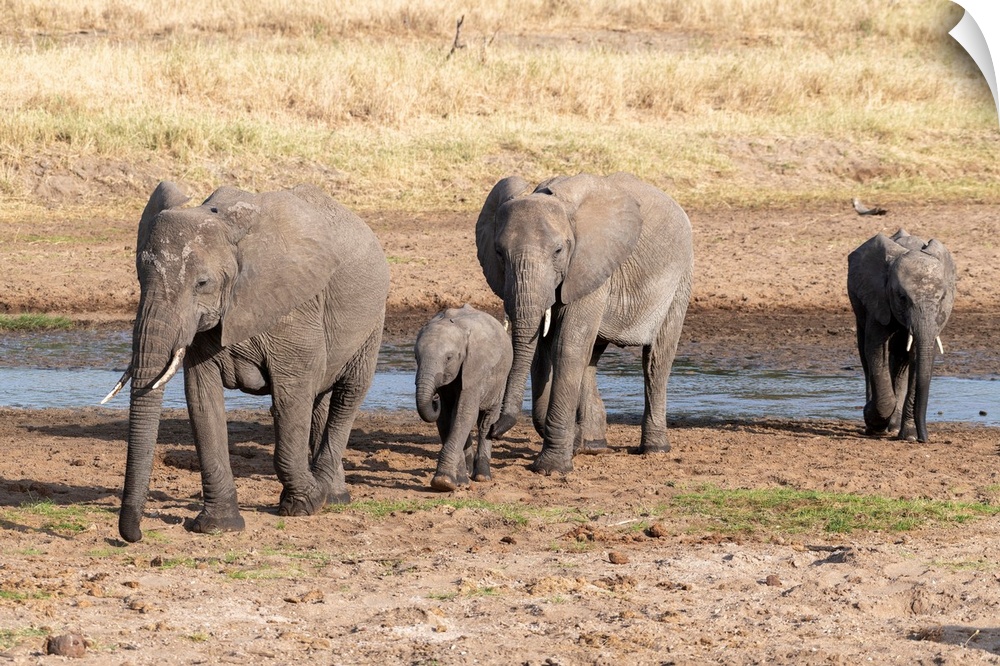 Several elephants enjoying the coolness of a watering hole in Tanzania, Africa.