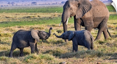 Elephants In Kenya