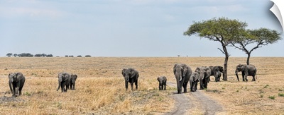 Elephants In Tanzania